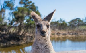 kangaroo viewing trail